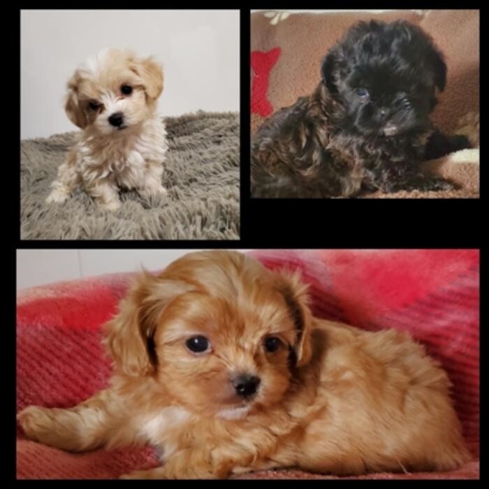 Images Élevage de Chiens aux Petits Câlins