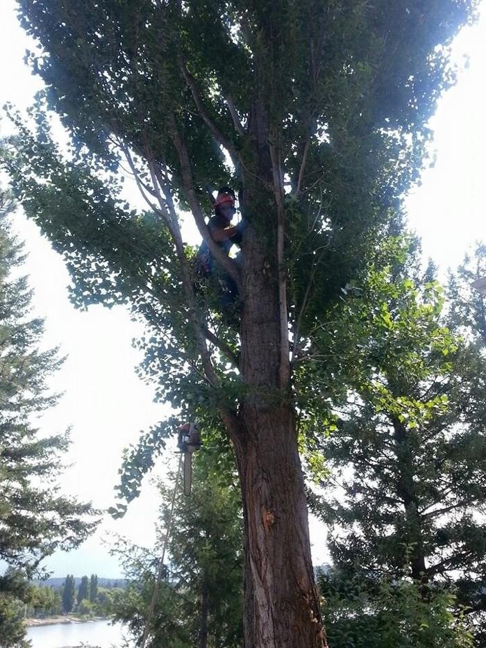 Images East Kootenay Tree Service