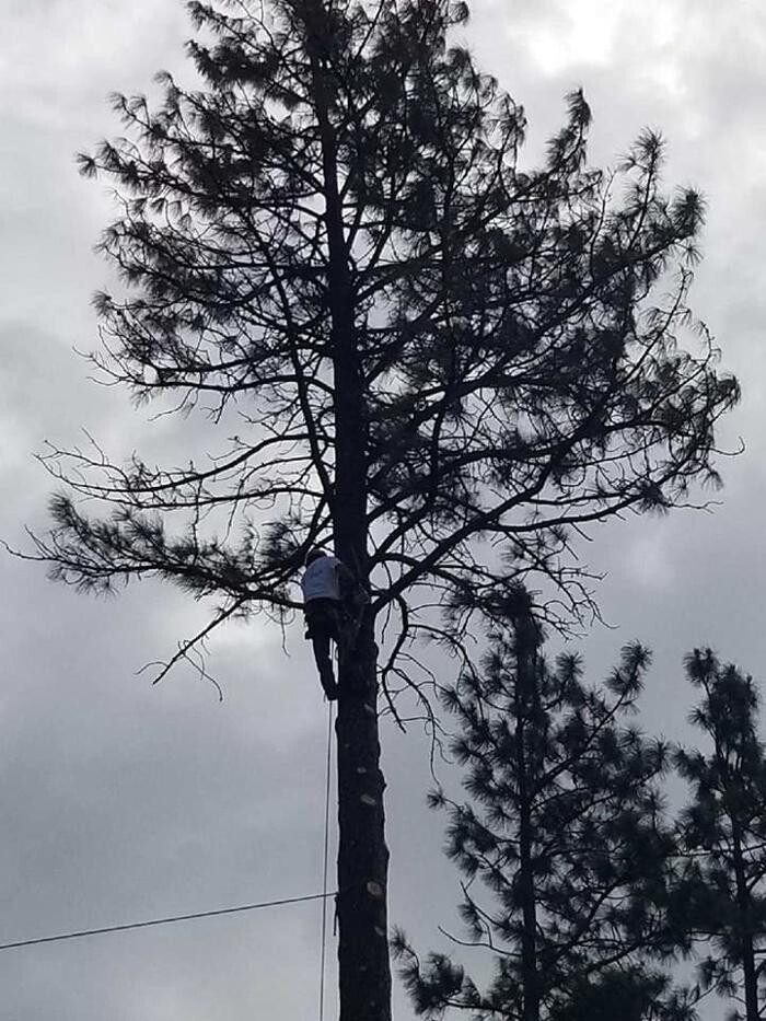Images East Kootenay Tree Service