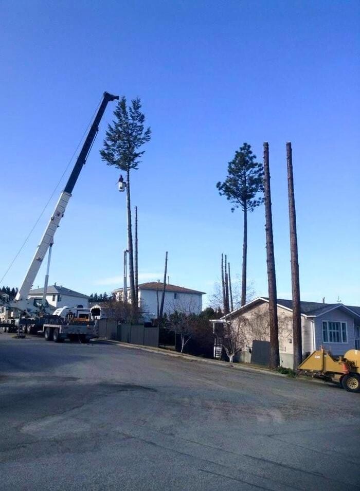 Images East Kootenay Tree Service