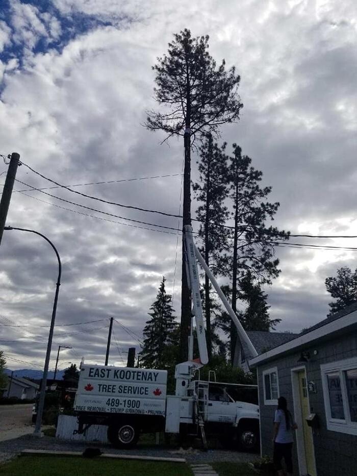 Images East Kootenay Tree Service