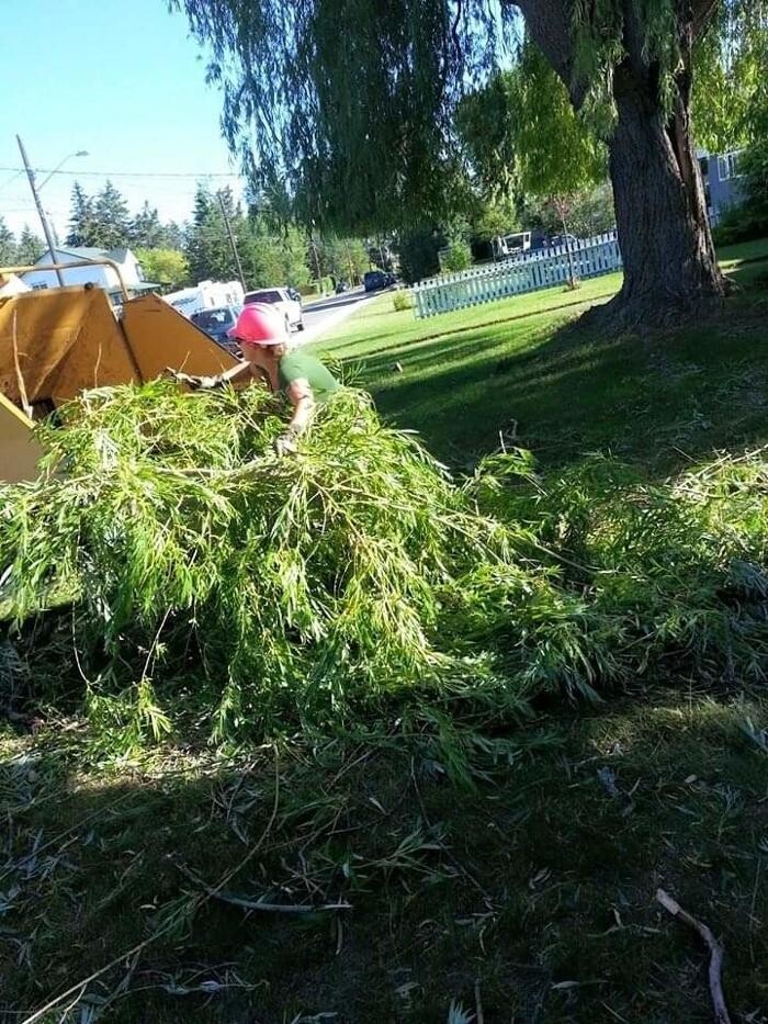 Images East Kootenay Tree Service