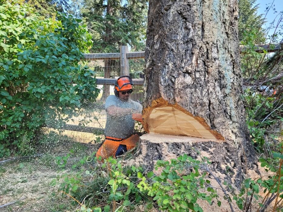 Images East Kootenay Tree Service