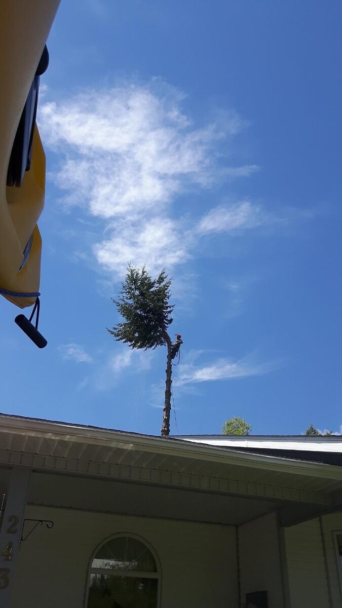 Images East Kootenay Tree Service