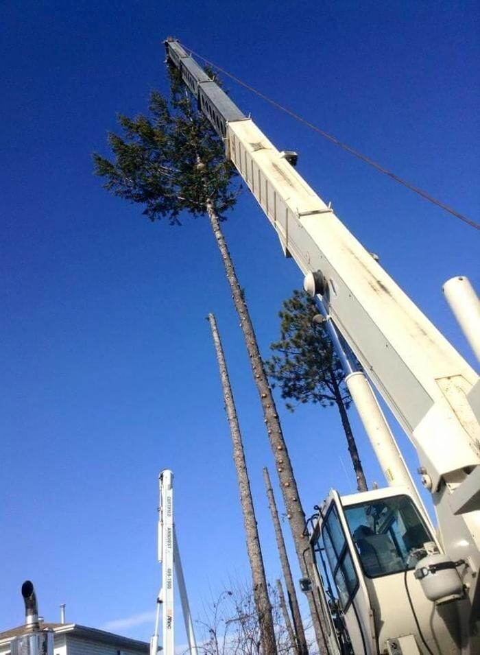 Images East Kootenay Tree Service