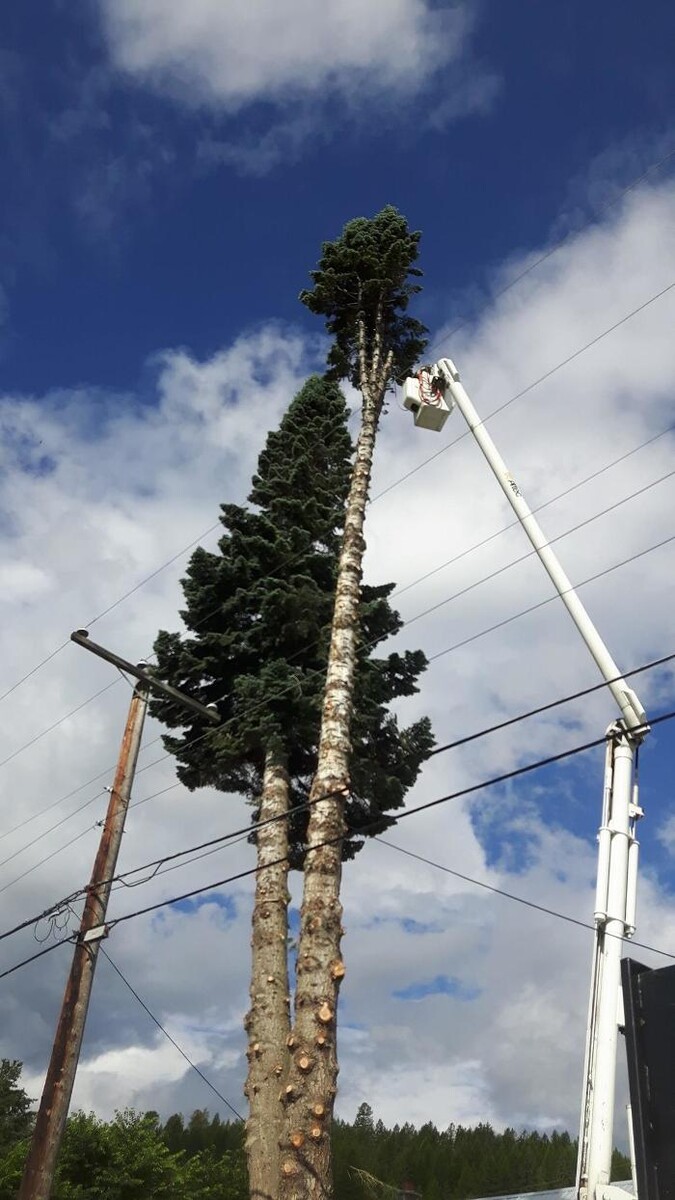 Images East Kootenay Tree Service