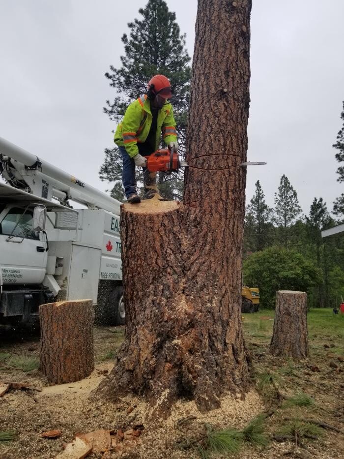 Images East Kootenay Tree Service