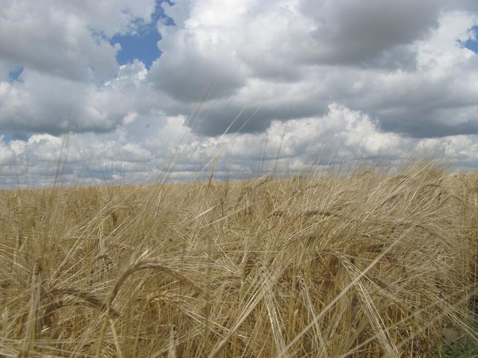 Images Chin Ridge Seeds