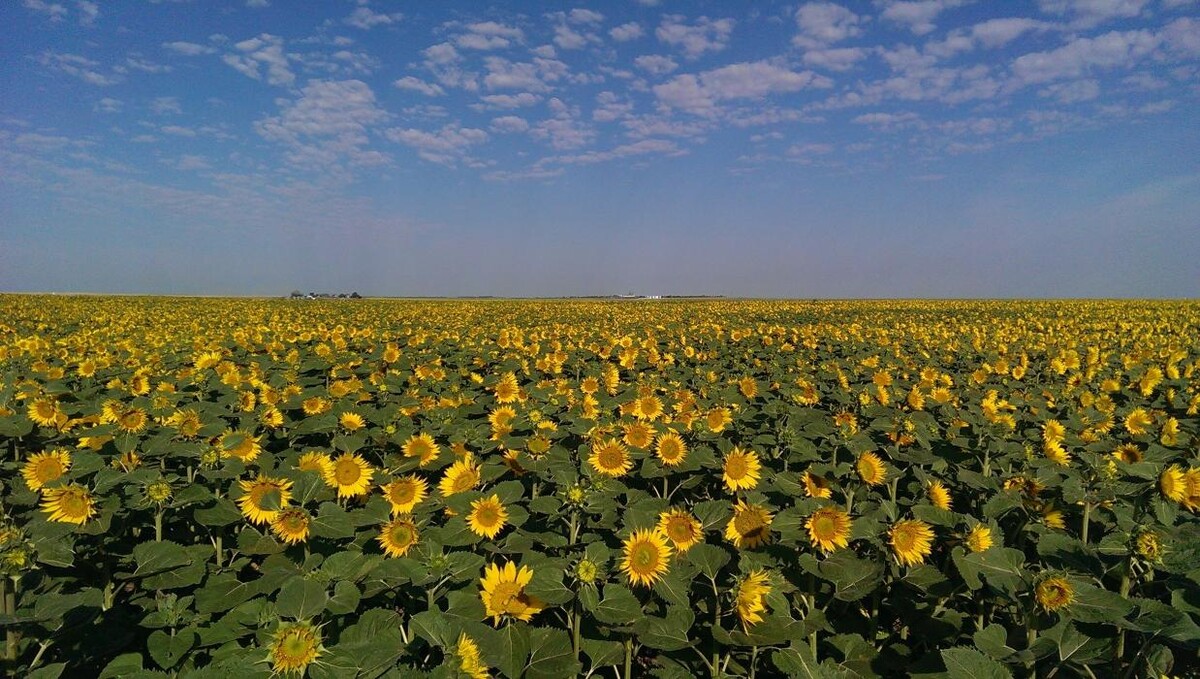 Images Chin Ridge Seeds