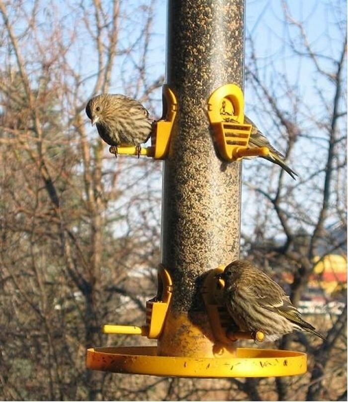 Images Chin Ridge Seeds