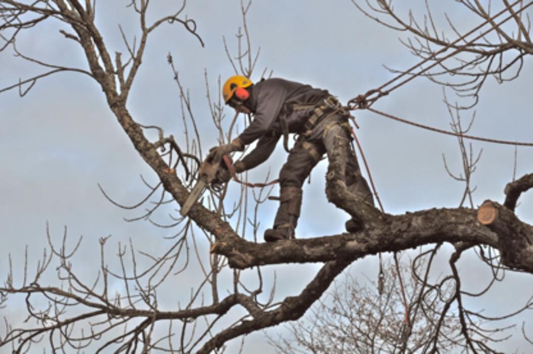 Images Arboriculture Nicolas Gosselin