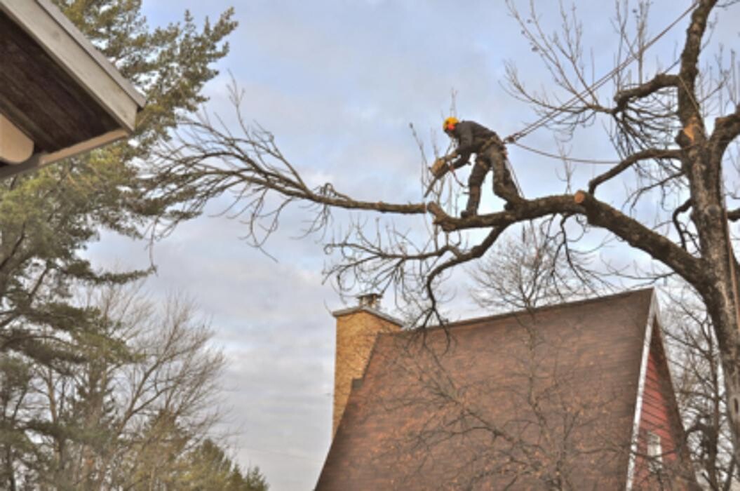 Images Arboriculture Nicolas Gosselin