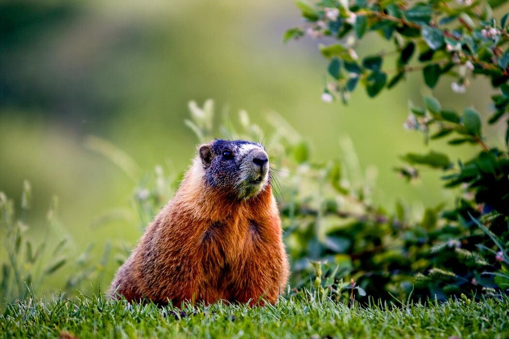Images Lethbridge Country Club