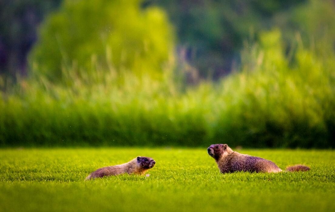 Images Lethbridge Country Club