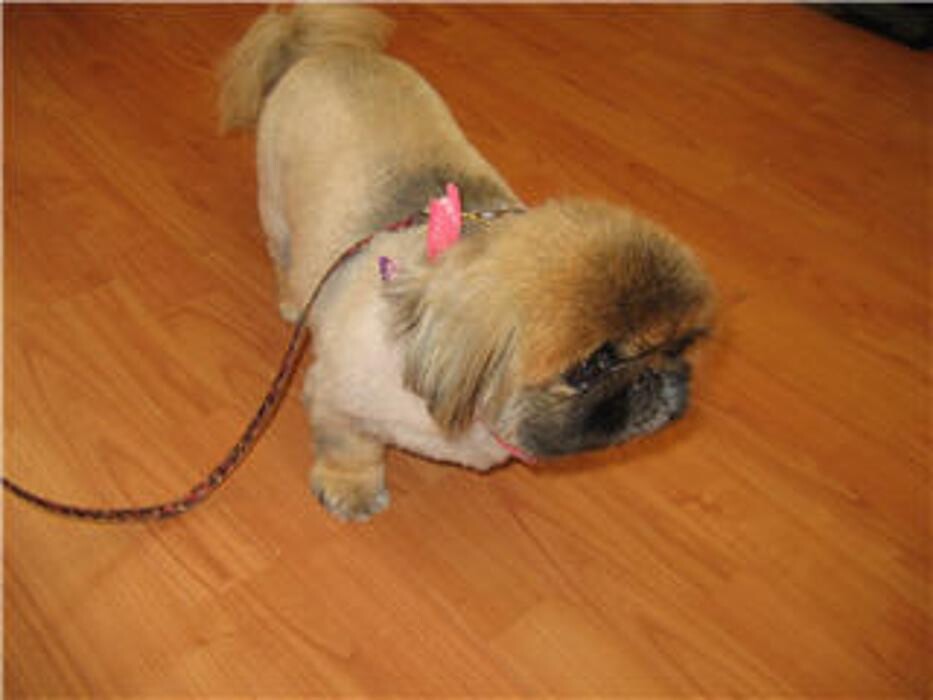 Images Doggie Styles Grooming Salon & Boutique