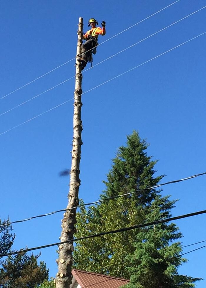 Images Abattage d'Arbres Charbonneau