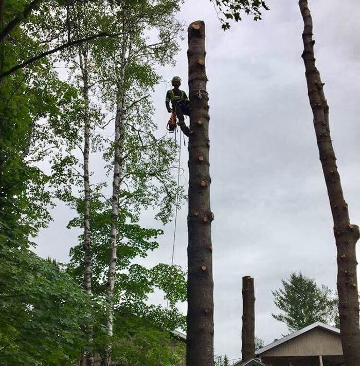 Images Abattage d'Arbres Charbonneau