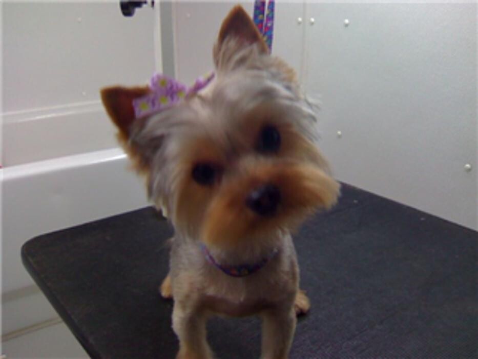 Images SPA Bêtes Mobile