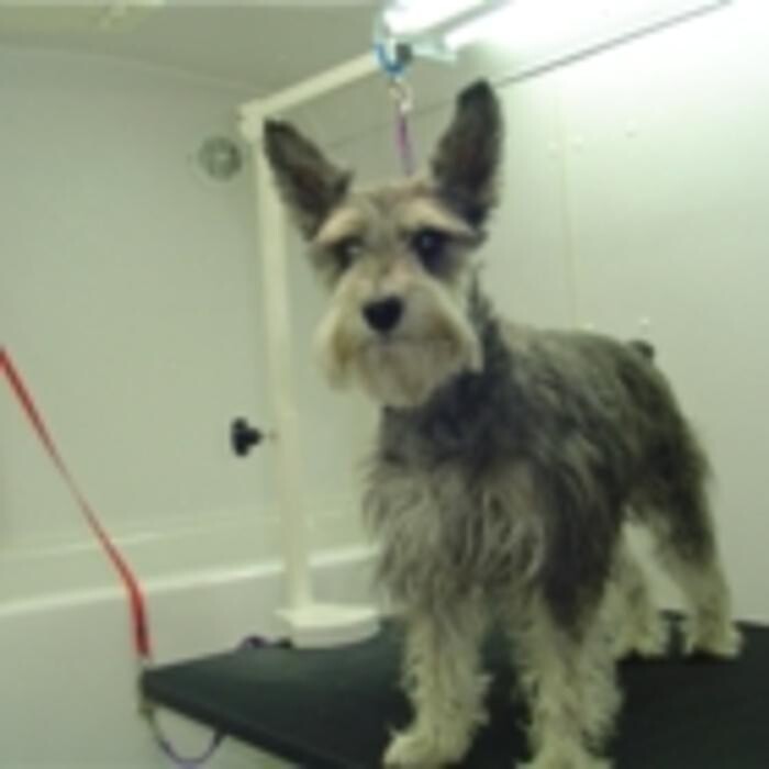 Images SPA Bêtes Mobile