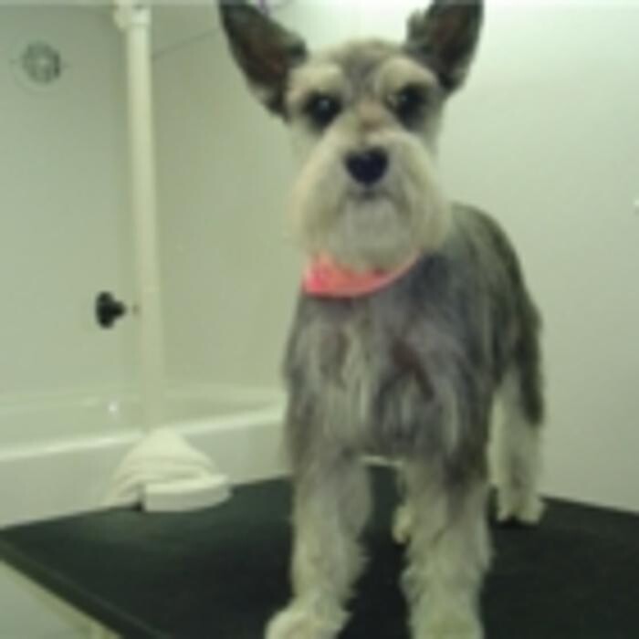 Images SPA Bêtes Mobile