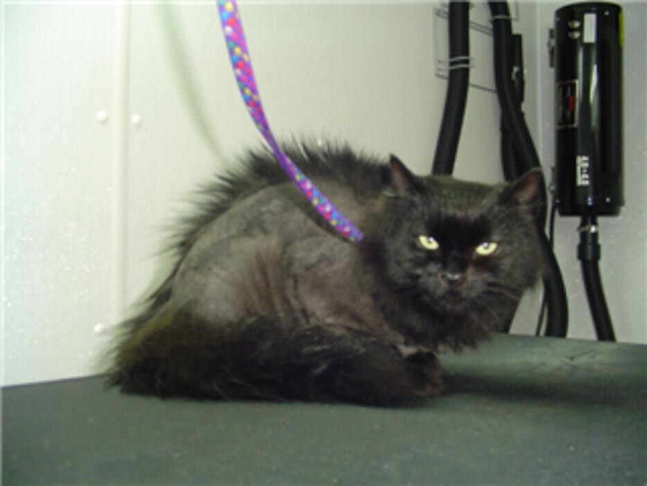 Images SPA Bêtes Mobile