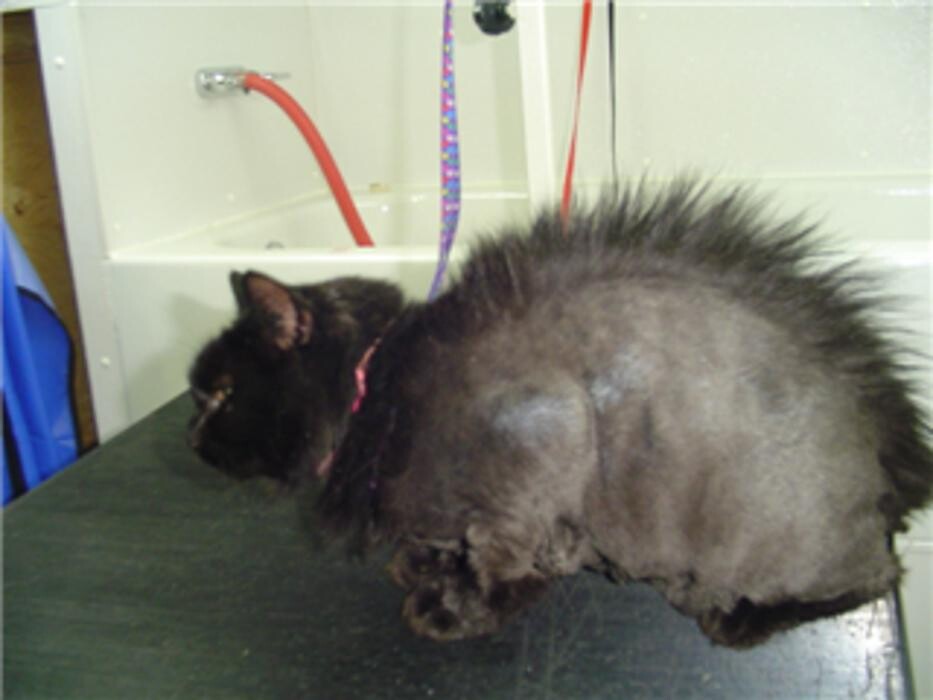 Images SPA Bêtes Mobile