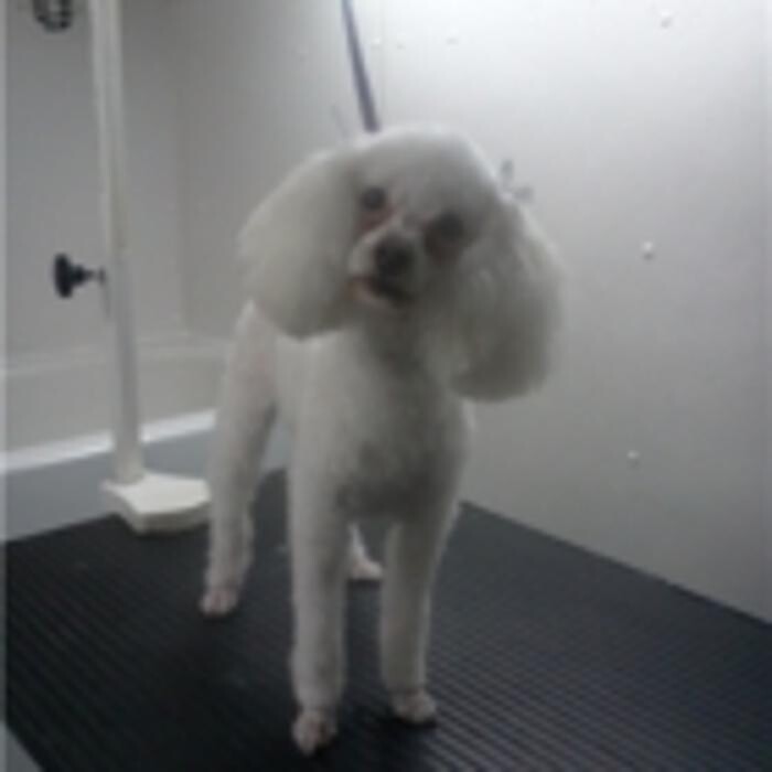 Images SPA Bêtes Mobile