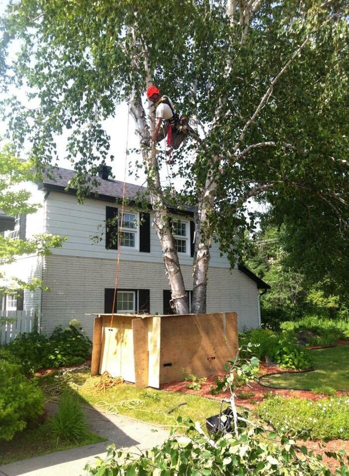 Images Elagage Remarquable Inc