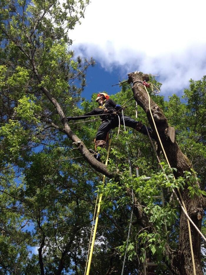 Images Elagage Remarquable Inc