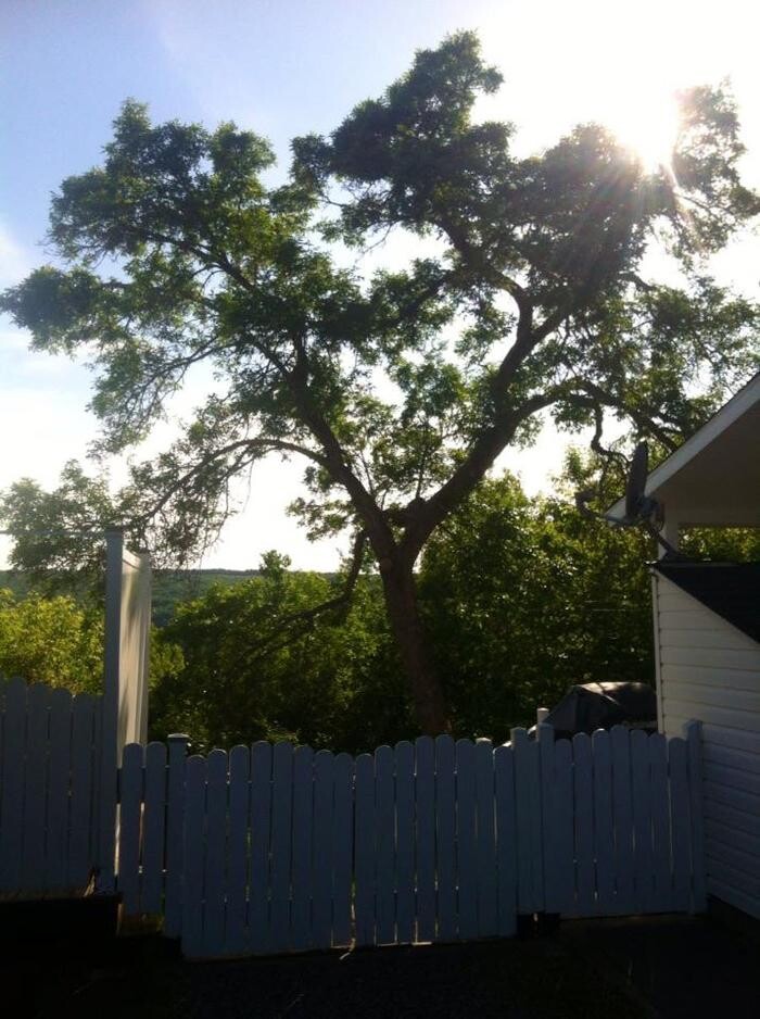 Images Elagage Remarquable Inc