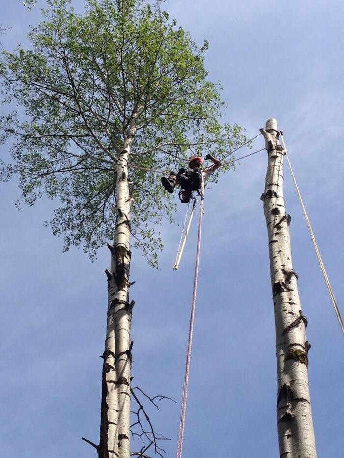 Images Elagage Remarquable Inc