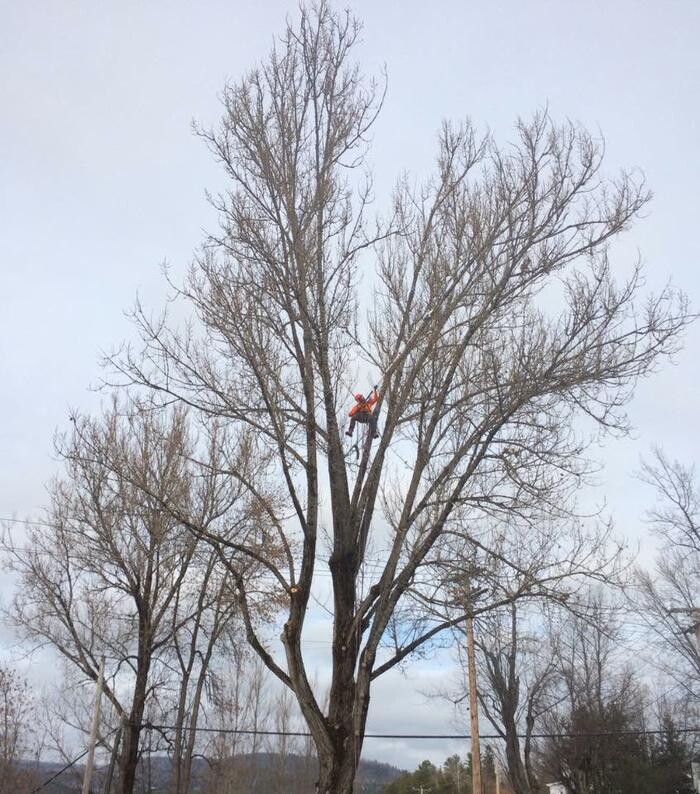 Images Elagage Remarquable Inc