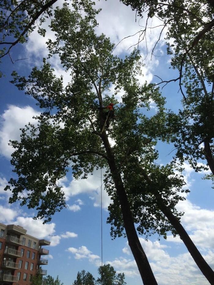 Images Elagage Remarquable Inc