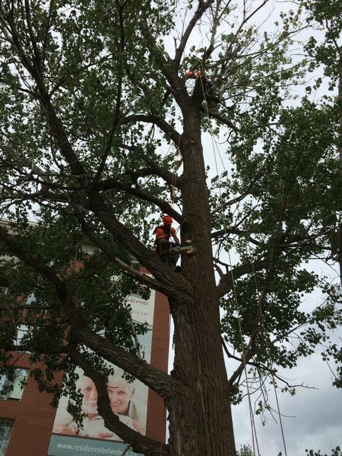 Images Elagage Remarquable Inc