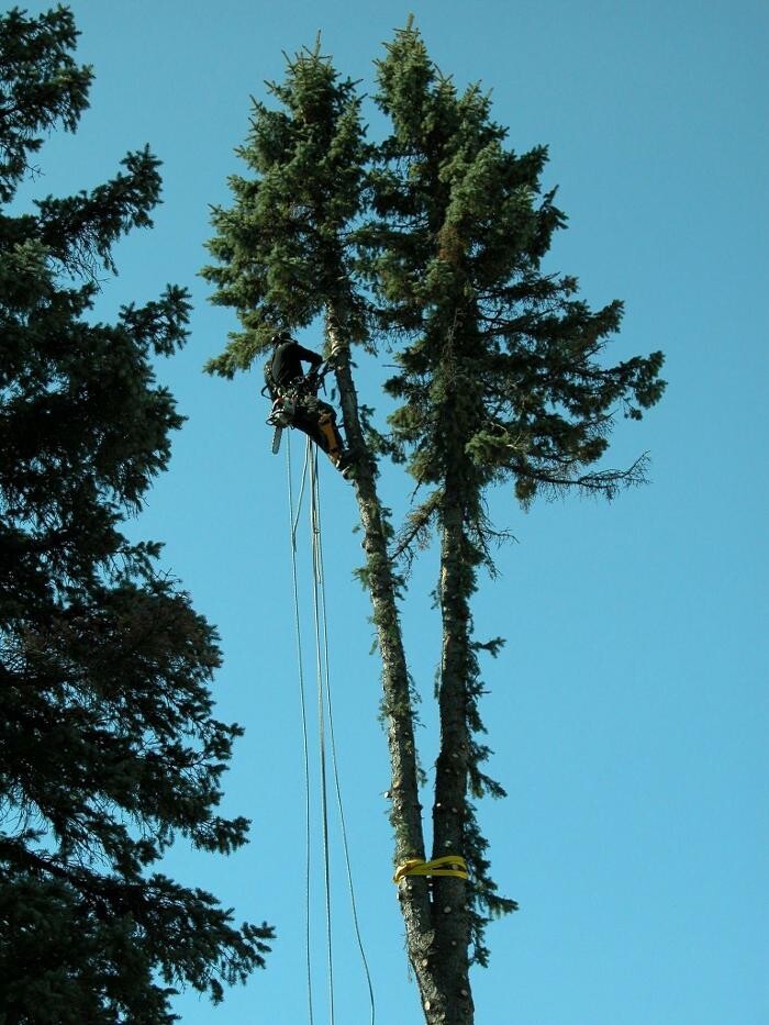 Images Elagage Remarquable Inc