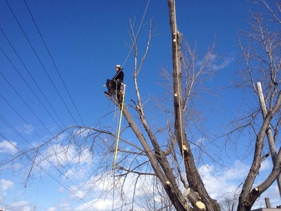 Images Elagage Remarquable Inc