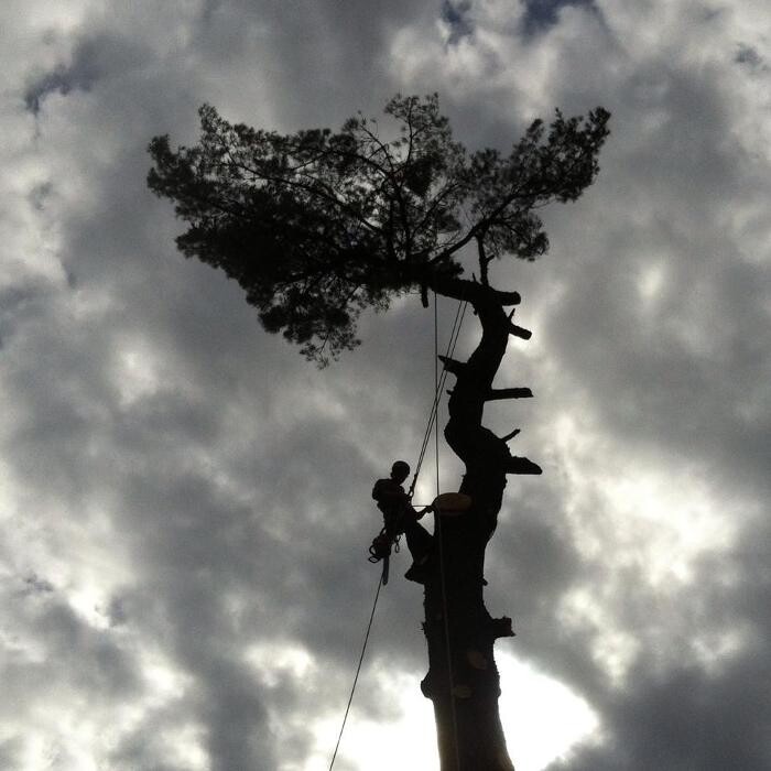 Images Elagage Remarquable Inc