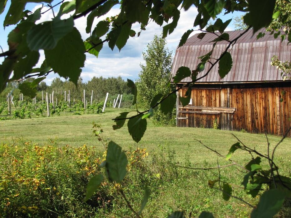 Images Domaine Le Cageot-Vignoble