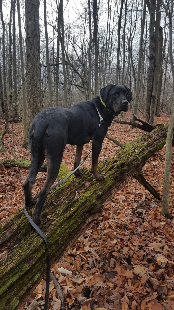 Images The Sophisticated Dog