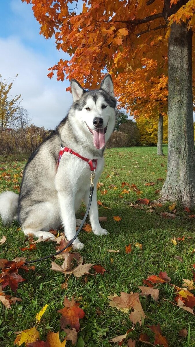 Images The Sophisticated Dog