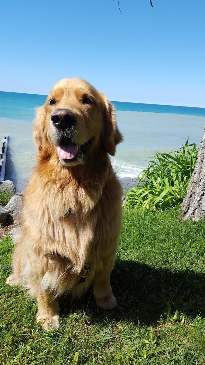 Images The Sophisticated Dog