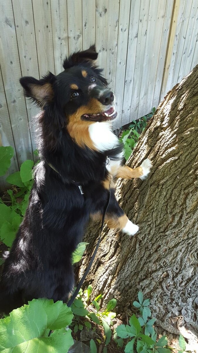 Images The Sophisticated Dog