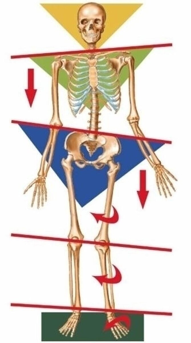Images Ortho Mobile