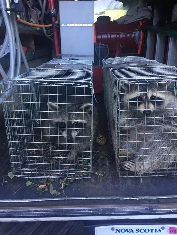 Images Aikens Pest Control
