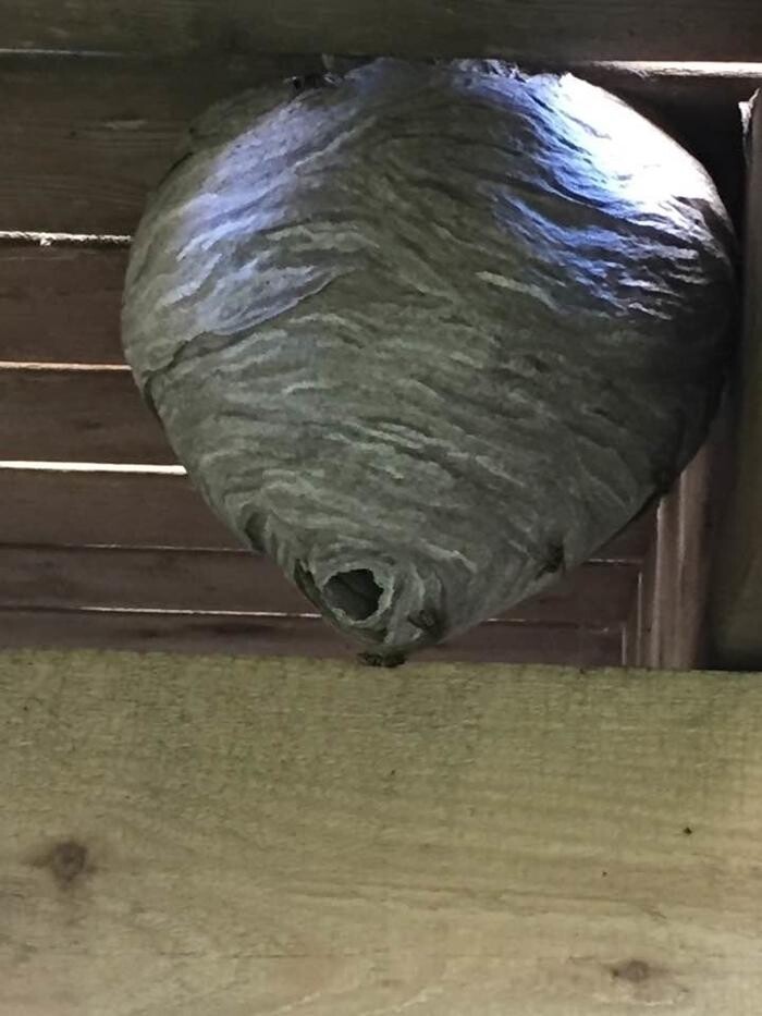 Images Aikens Pest Control