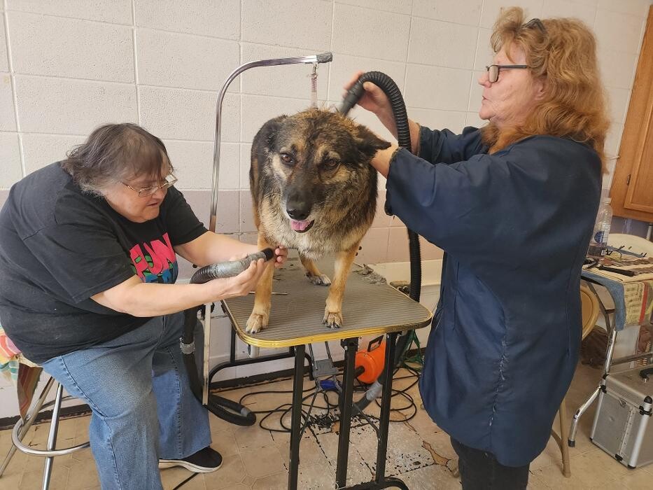 Images Dog Gone Beautiful