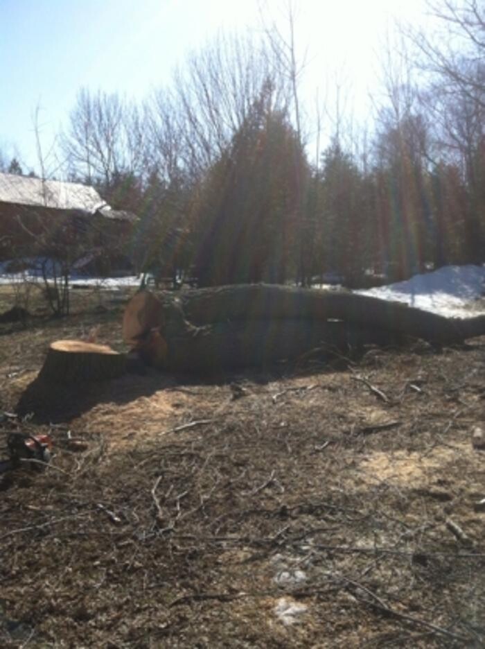 Images Huron Bay Tree Service