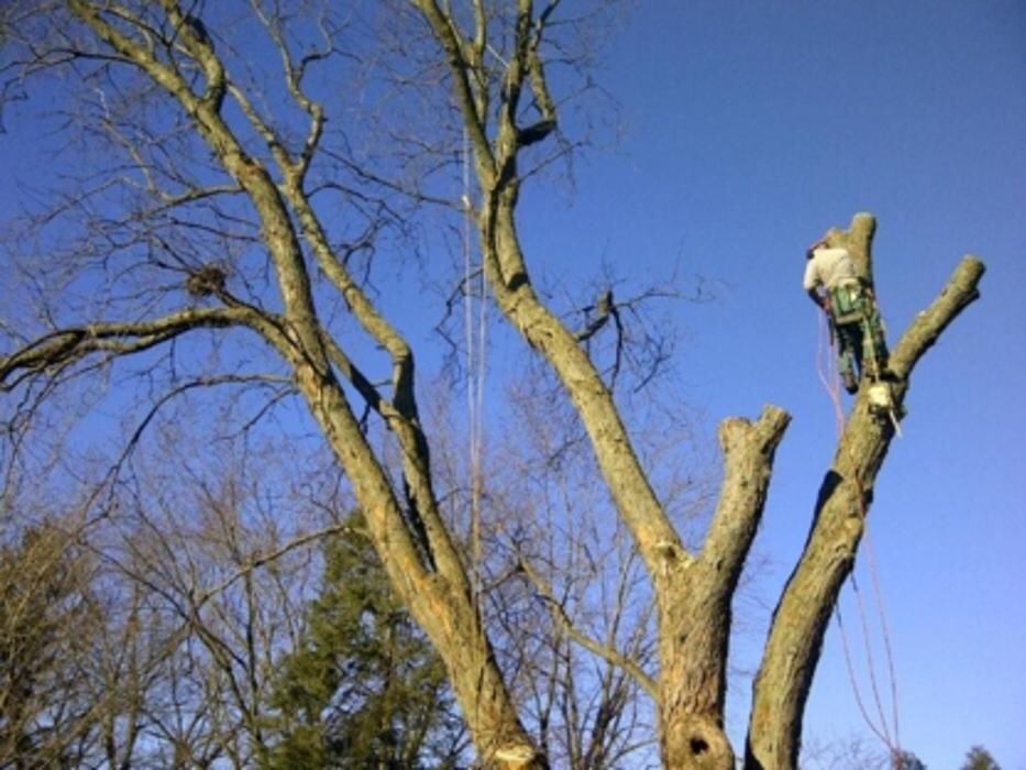 Images Huron Bay Tree Service