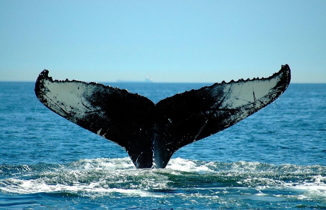 Images Hôtel Motel le Béluga Inc