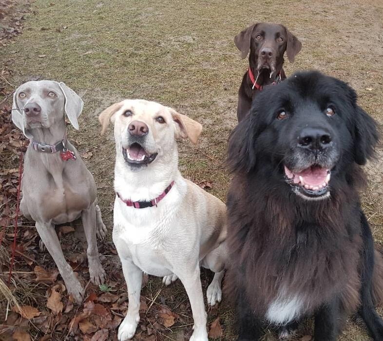 Images Bow Wow Country Club